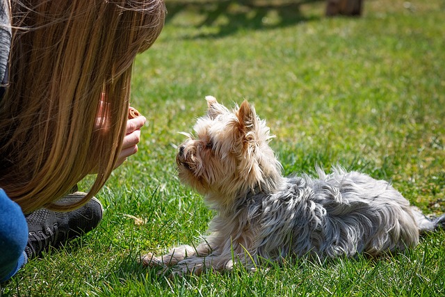 Dog training tips for better behavior