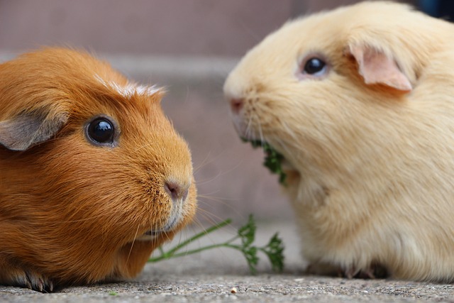 The best fruits and vegetables for guinea pigs