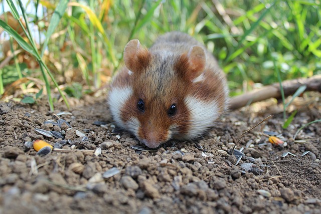 Safe and Healthy Foods for Hamsters