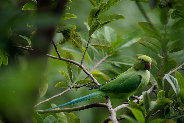 How to Choose the Right Birdseed for Your Parrot