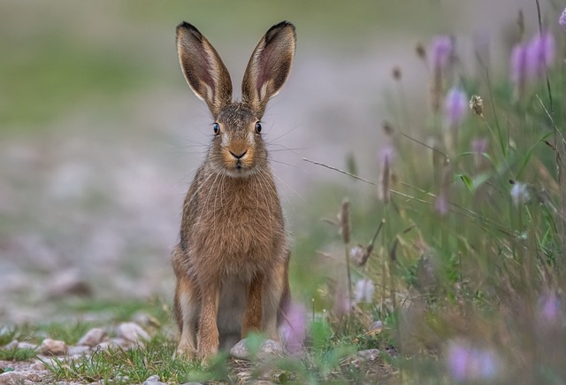 Creating a Balanced Diet for Your Pet Rabbit