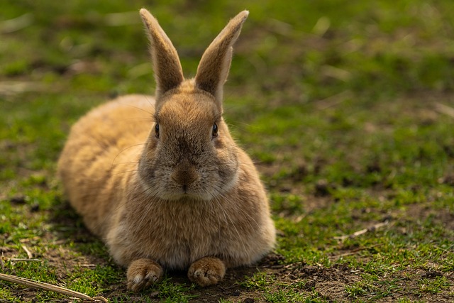 Rabbit Care: Essential Tips for Beginners