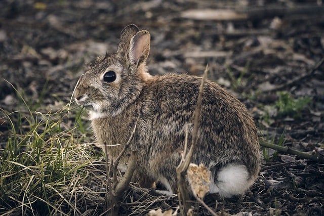 Creating a Balanced Diet for Rabbits