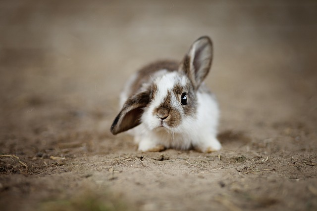 Understanding Your Rabbit’s Dietary Requirements