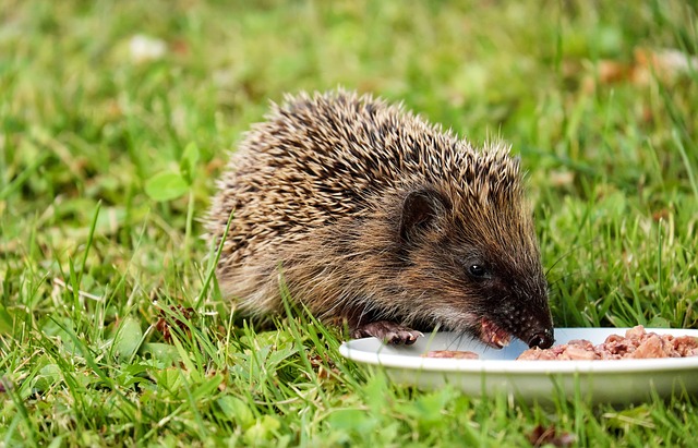 Nutritional Needs of Small Mammals: Hamsters and Guinea Pigs