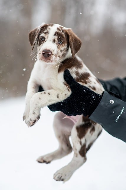 Safe Chew Toys for Teething Puppies