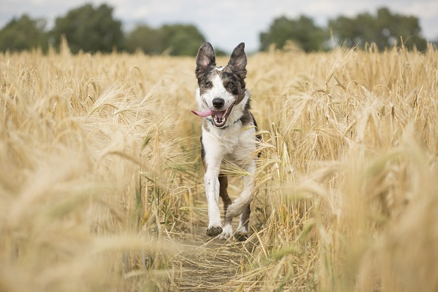 DIY Pet Toys and Activities for Dogs and Cats