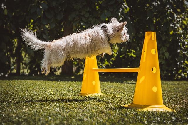 Tips for Training Your Dog