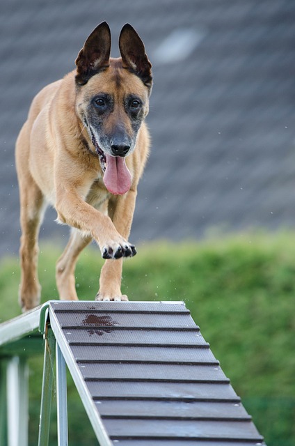 How to Train Your Dog to Stop Barking