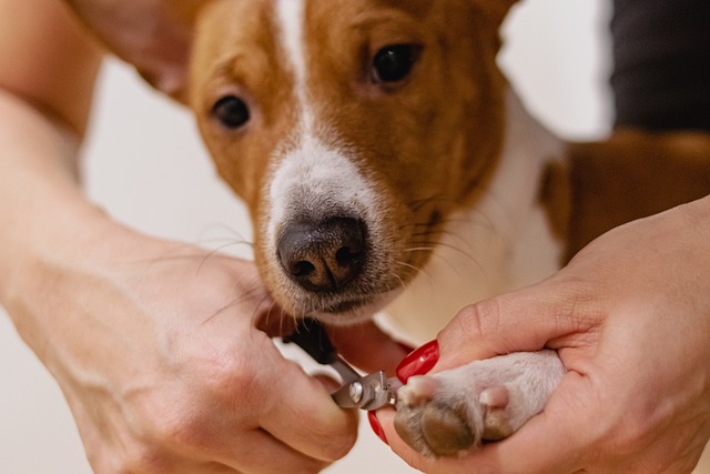 Grooming Techniques for Different Breeds