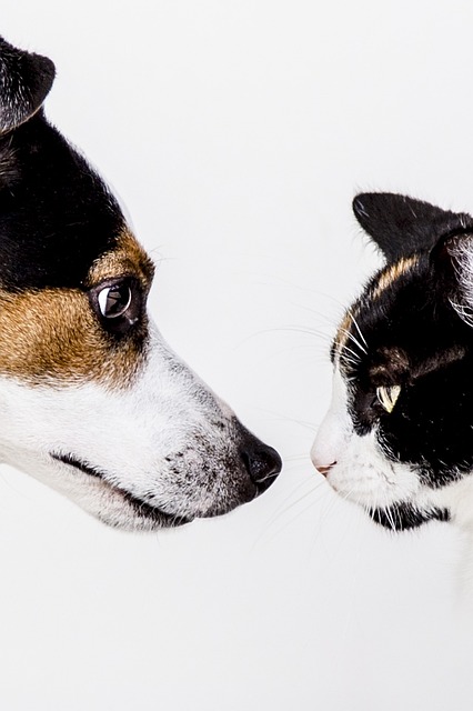 The Impact of Diet on Pet Behavior