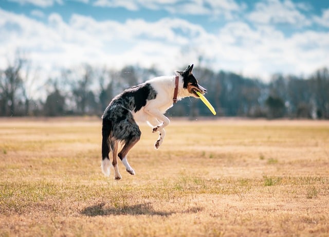 The Impact of Diet on Pet Behavior