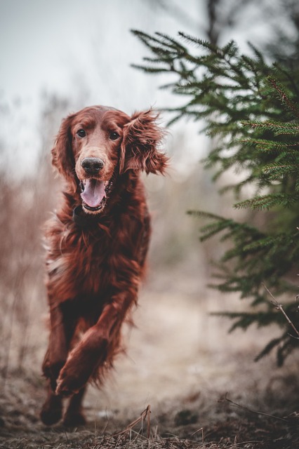 Training Techniques for a Well-Behaved Pet