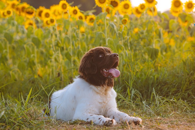 The Ultimate Guide to Puppy Training