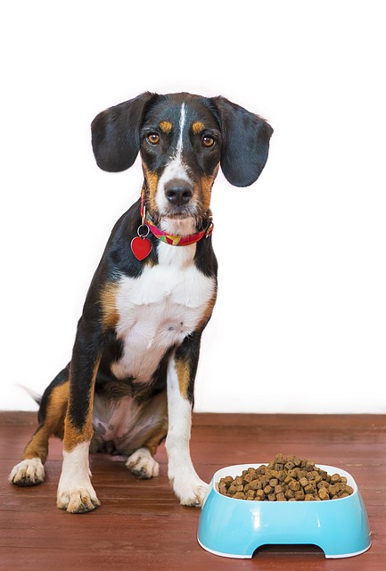 Seasonal Foods for Pets