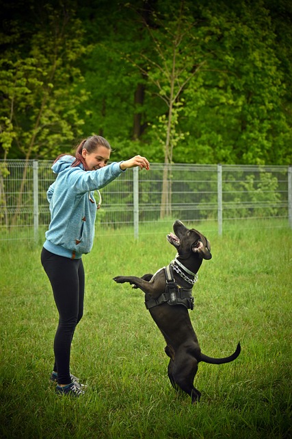 Effective Training Techniques for Dogs