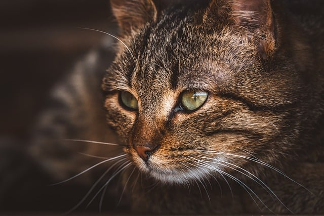 Common Health Issues in Cats and How to Prevent Them