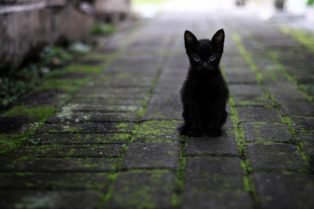 Grooming Tips for Long-Haired Pets